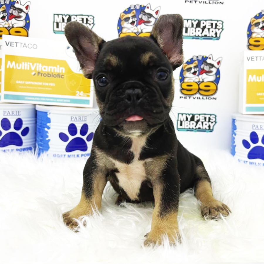 French Bulldog Puppy (Male) For Sale