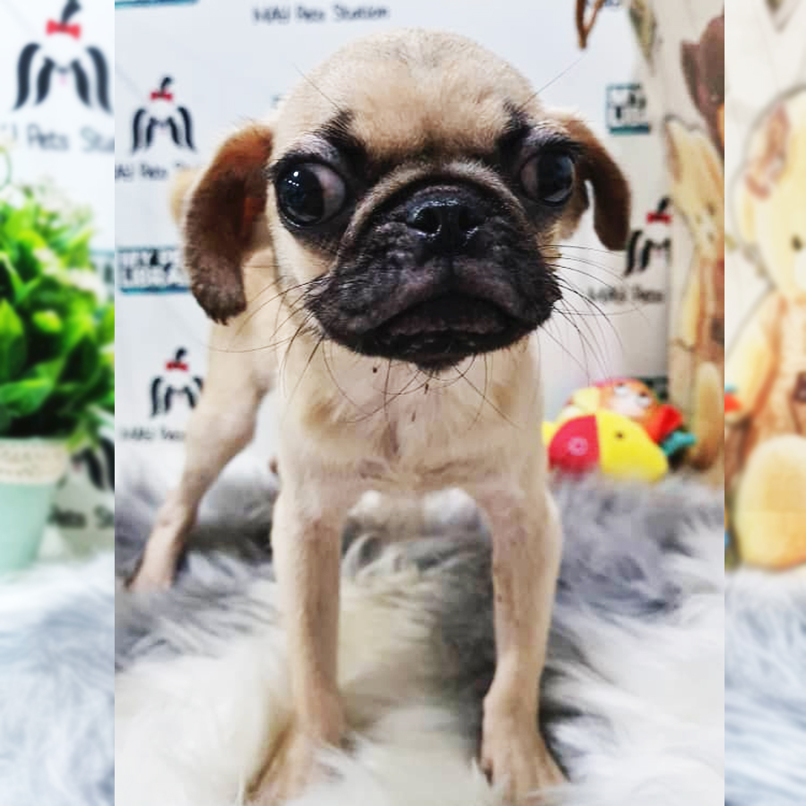 Pug Puppy (Male) For Sale