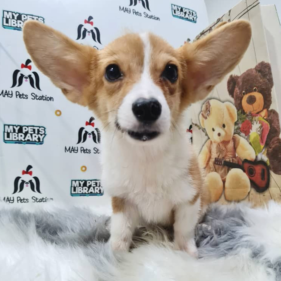 Welsh Corgi Puppy (Male) For Sale