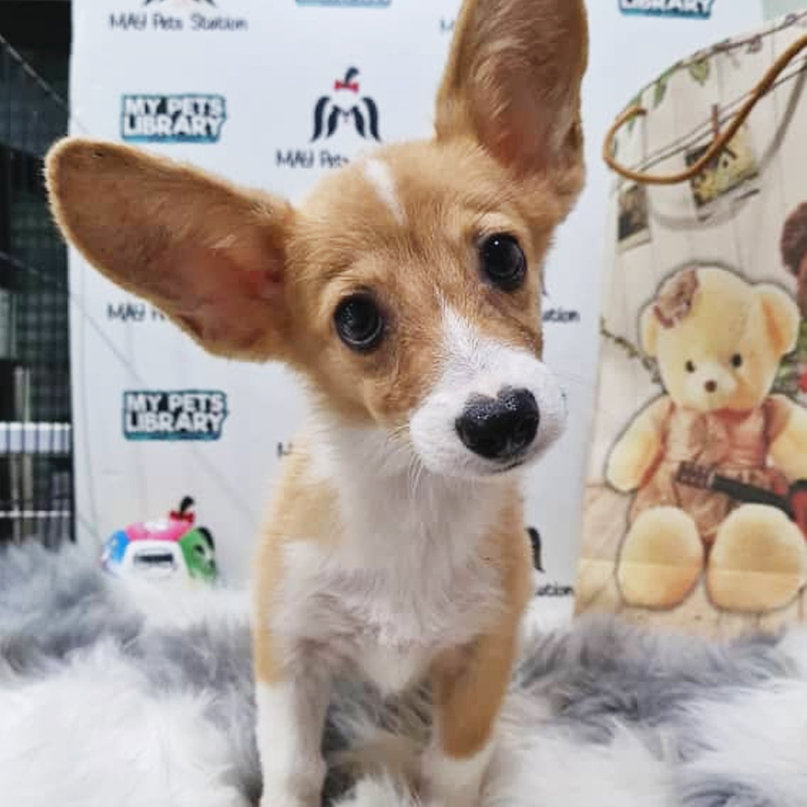 Welsh Corgi Puppy (Male) For Sale
