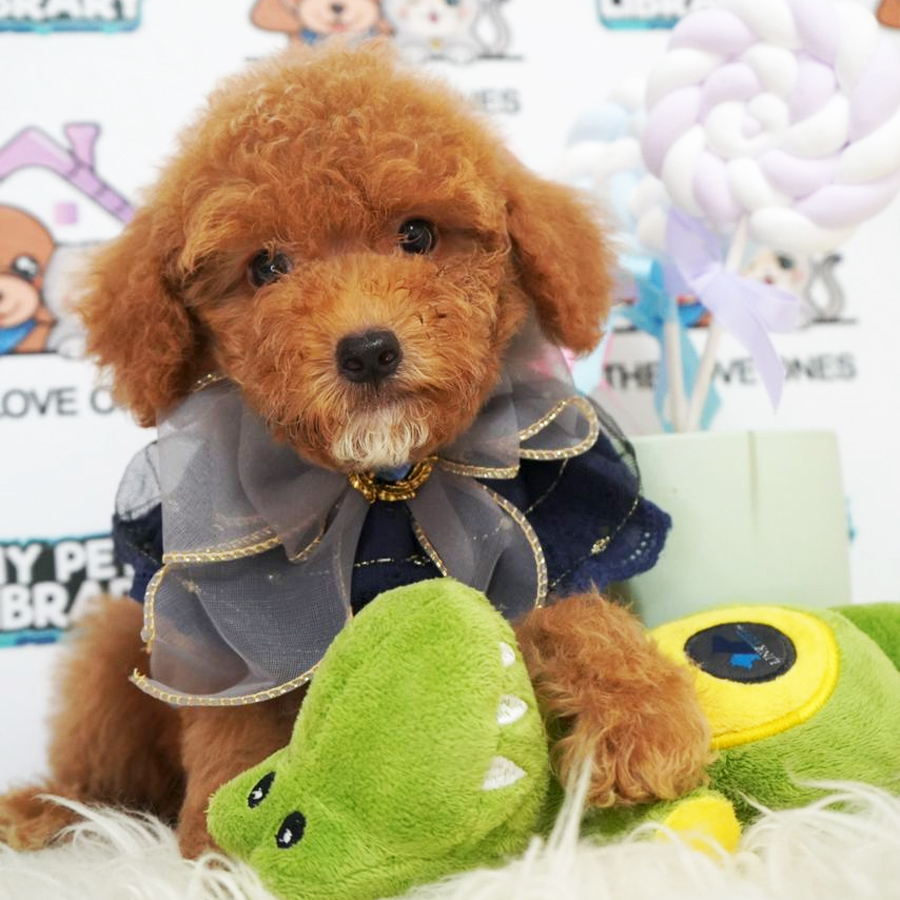 Toy Poodle Puppy (Male) For Sale