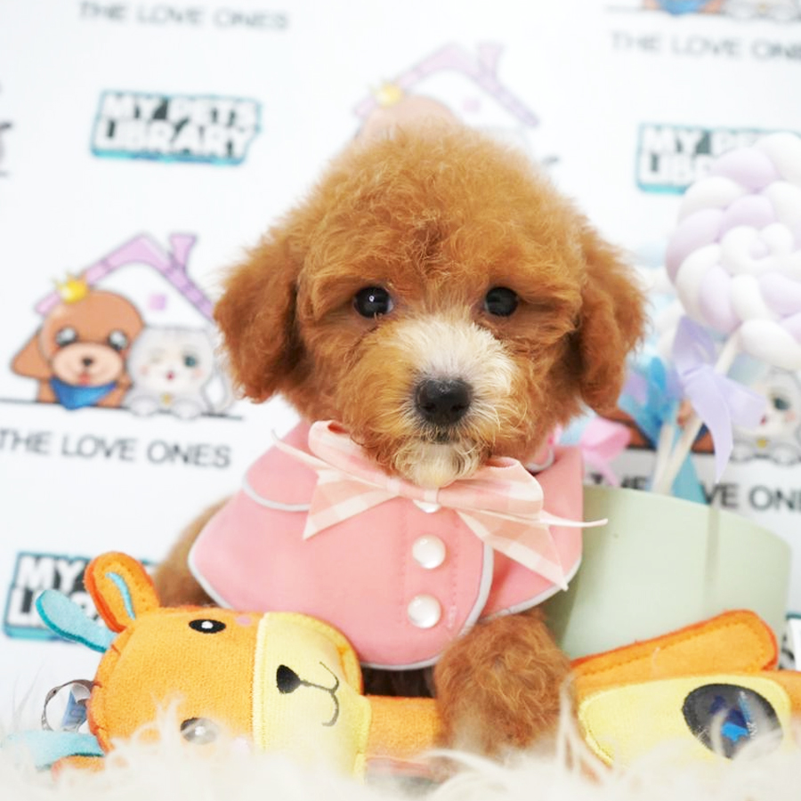 Toy Poodle Puppy (Female) For Sale