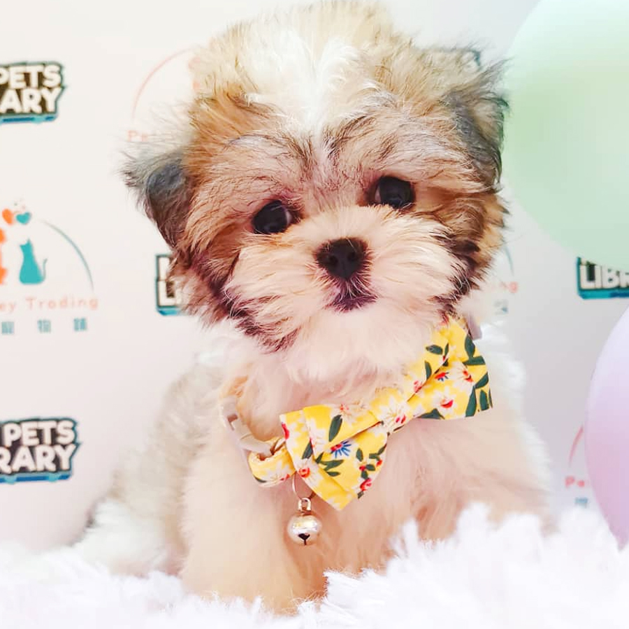 Shih Tzu Puppy (Male) For Sale