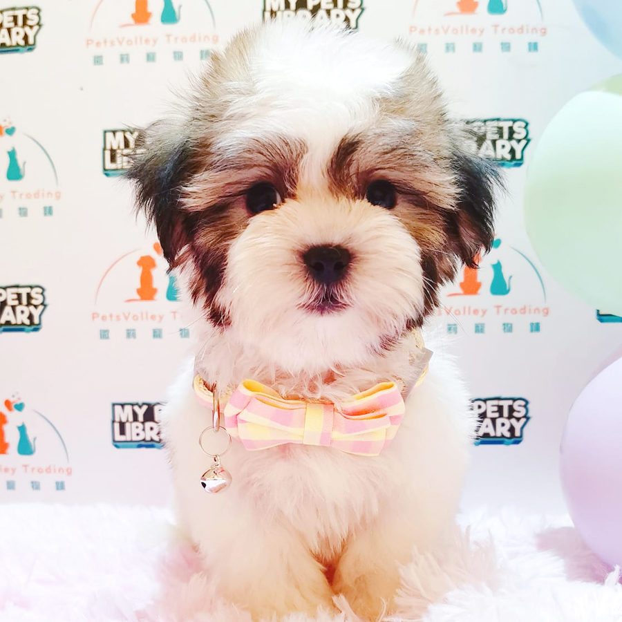 Shih Tzu Puppy (Male) For Sale
