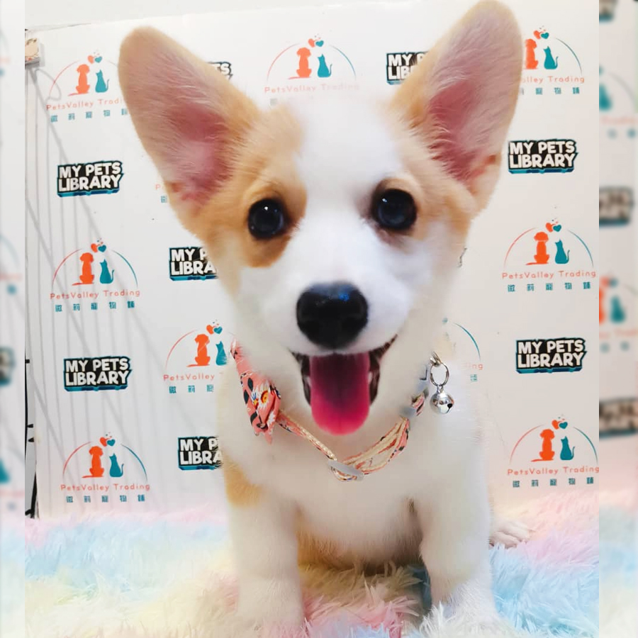 Welsh Corgi Puppy (Female) For Sale