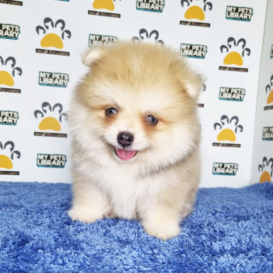 Pomeranian Puppy (Male) For Sale
