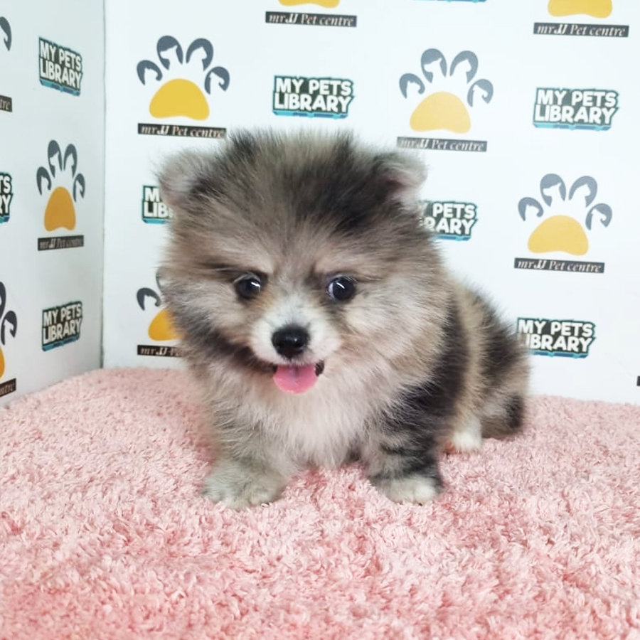Pomeranian Puppy (Female) For Sale