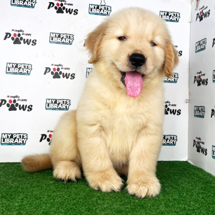 Golden Retriever Puppy (Male) For Sale