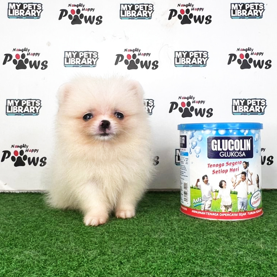 Pomeranian Puppy (Male) For Sale