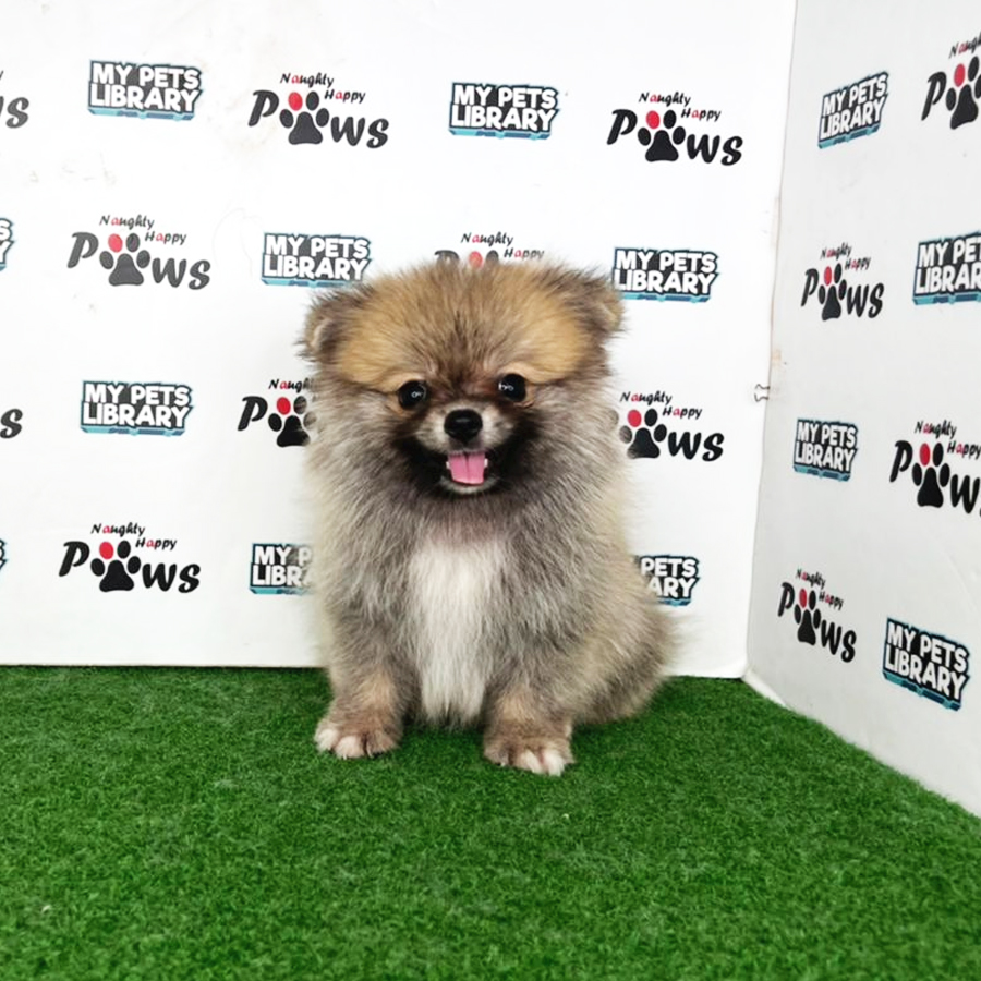 Pomeranian Puppy (Male) For Sale
