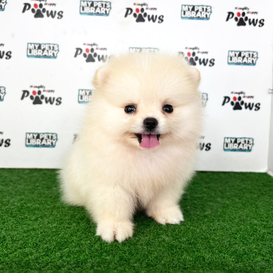 Pomeranian Puppy (Male) For Sale