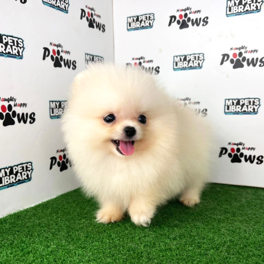 Pomeranian Puppy (Male) For Sale
