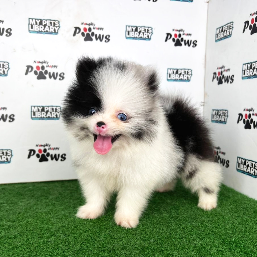 Pomeranian Puppy (Male) For Sale