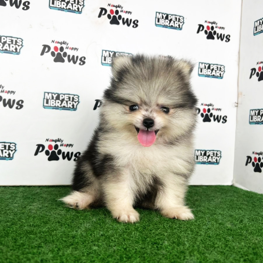 Pomeranian Puppy (Male) For Sale
