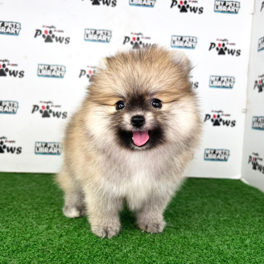 Pomeranian Puppy (Female) For Sale