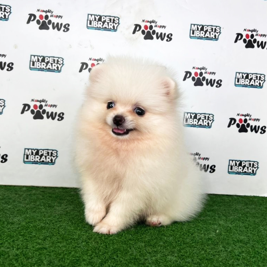 Pomeranian Puppy (Female) For Sale