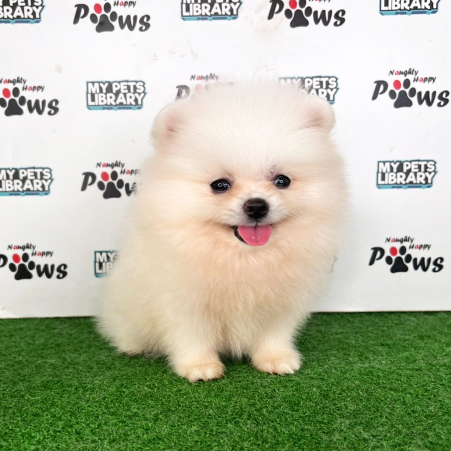 Pomeranian Puppy (Female) For Sale