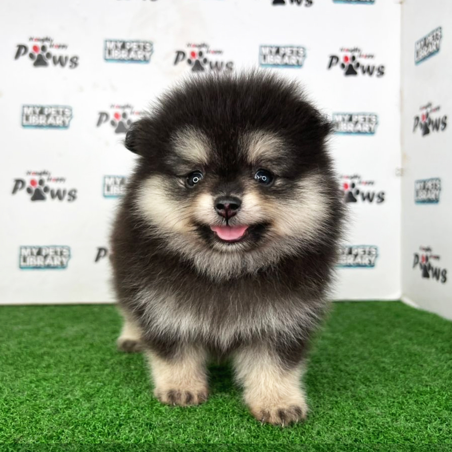 Pomeranian Puppy (Female) For Sale