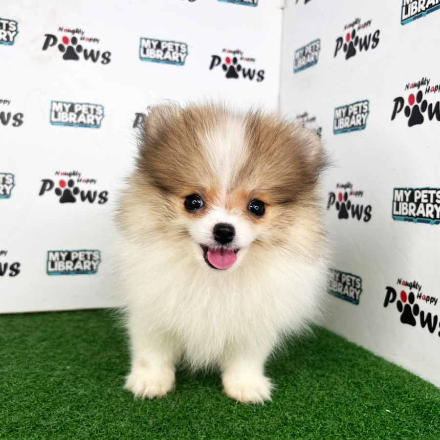 Pomeranian Puppy (Female) For Sale