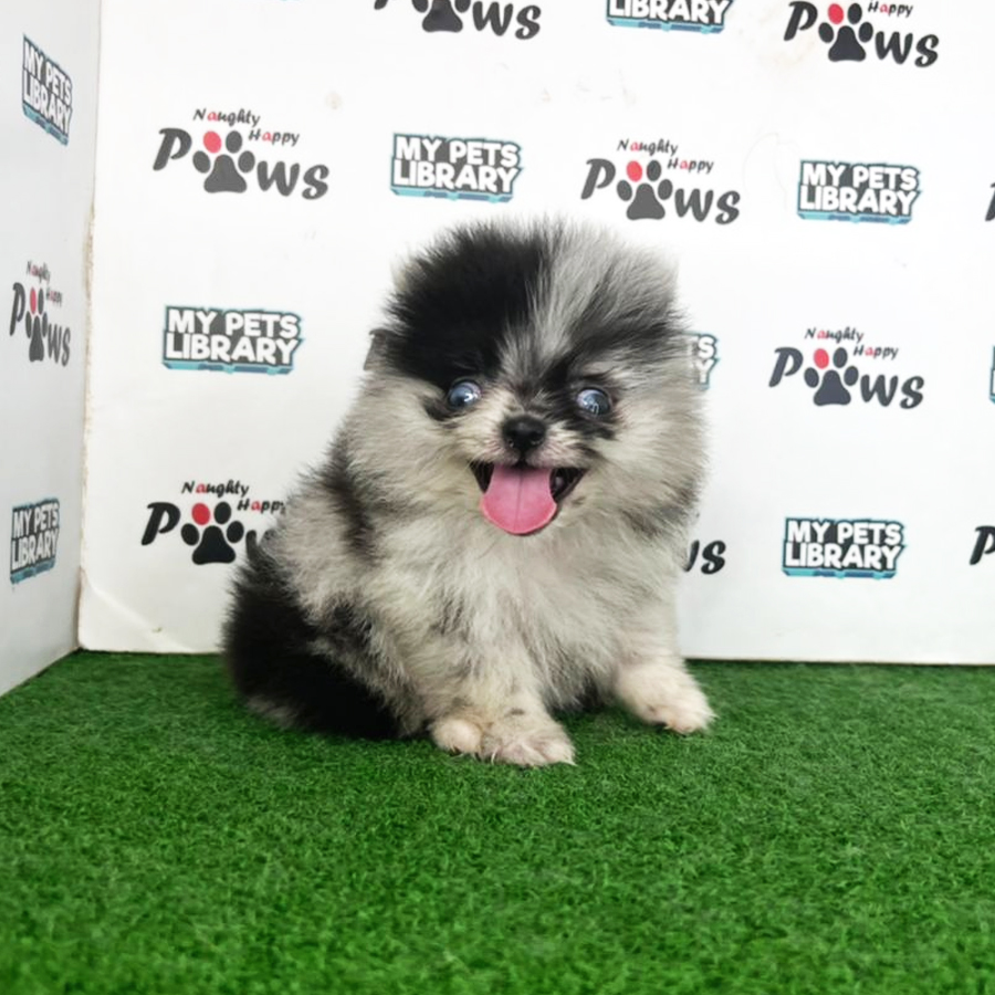 Pomeranian Puppy (Female) For Sale
