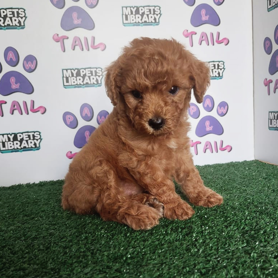 Toy Poodle Puppy (Female) For Sale