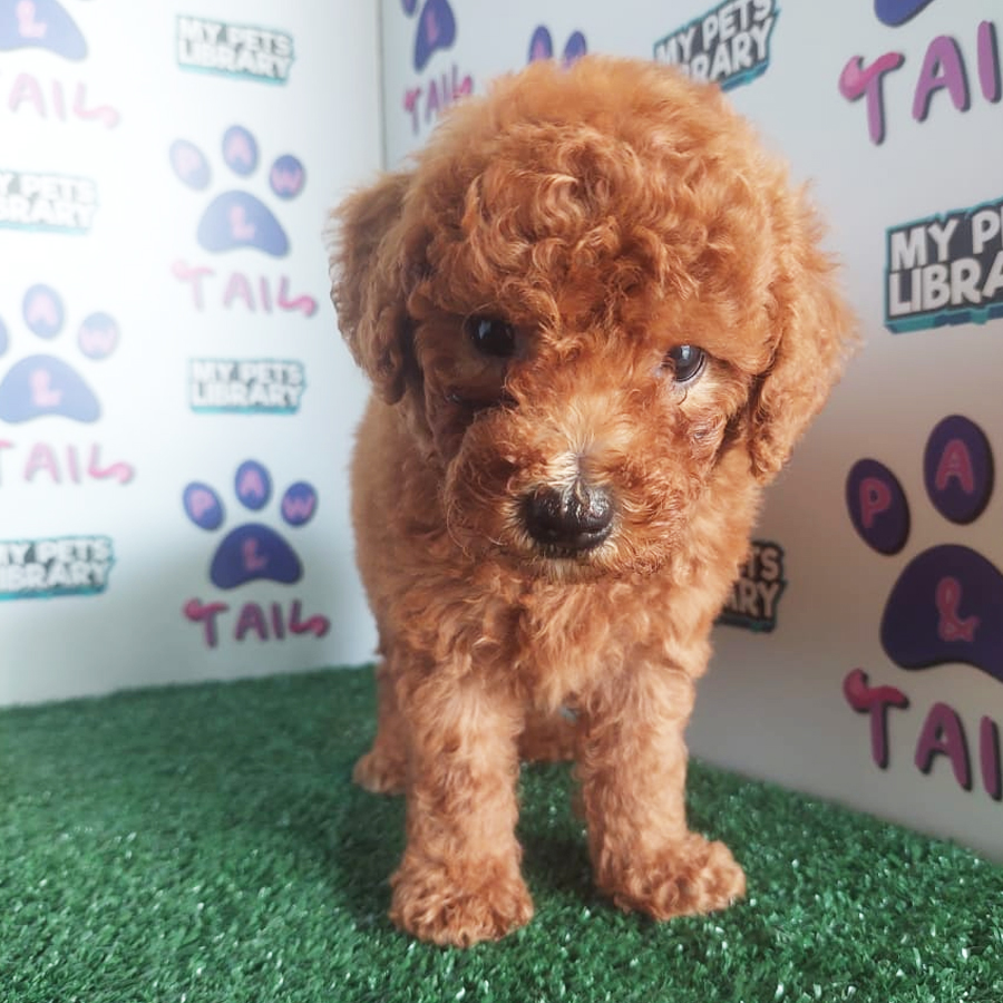 Toy Poodle Puppy (Male) For Sale