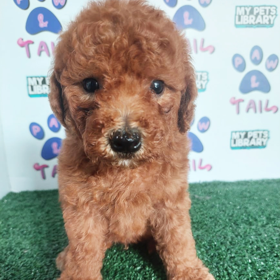 Toy Poodle Puppy (Male) For Sale