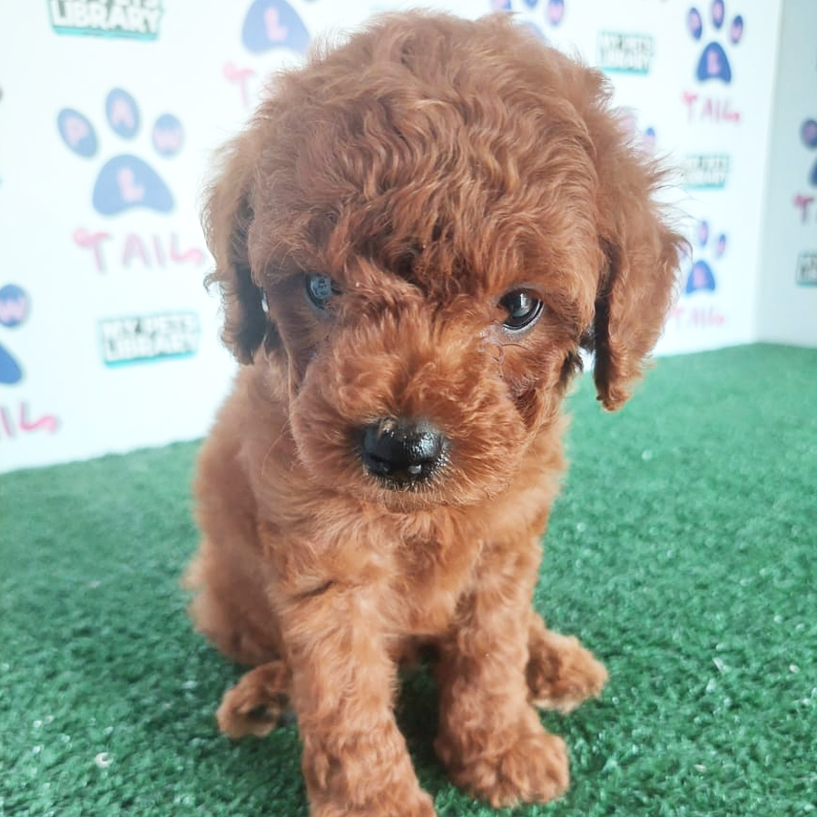 Toy Poodle Puppy (Male) For Sale