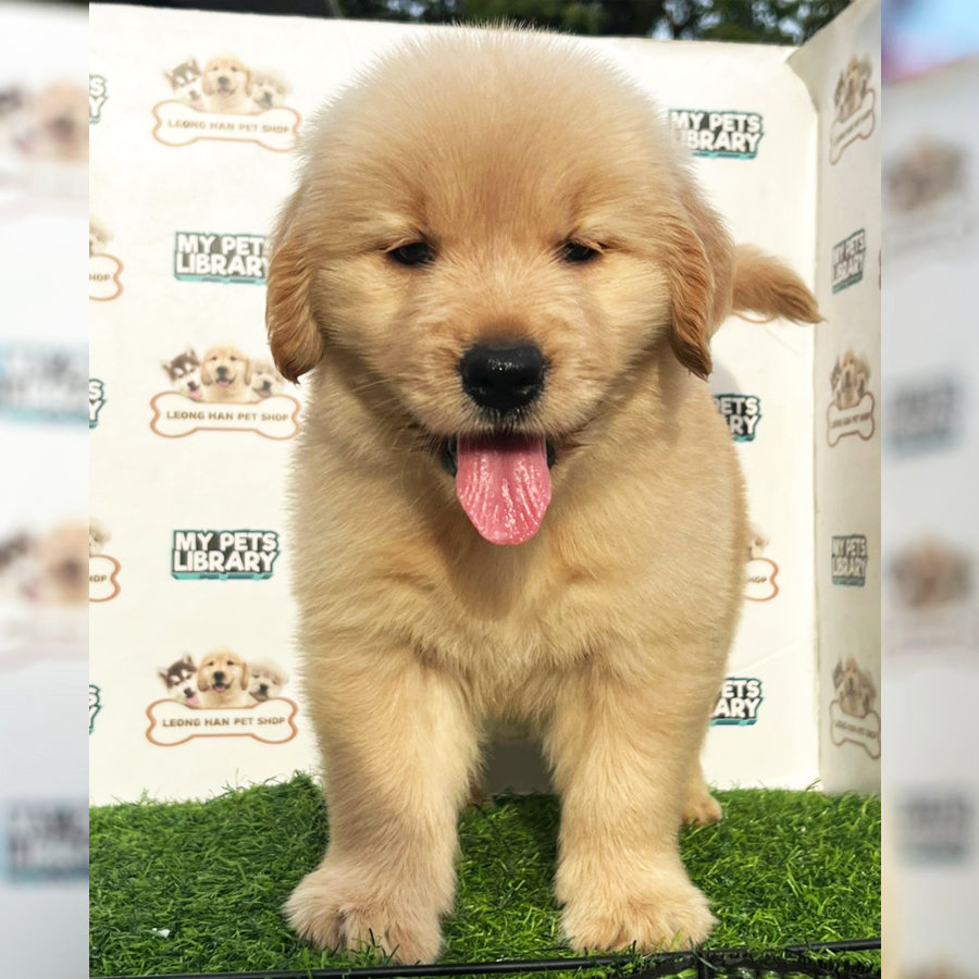 Golden Retriever Puppy (Female) For Sale