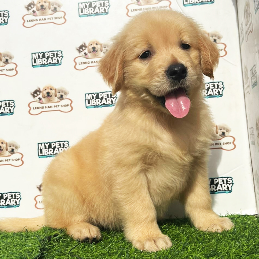 Golden Retriever Puppy (Female) For Sale