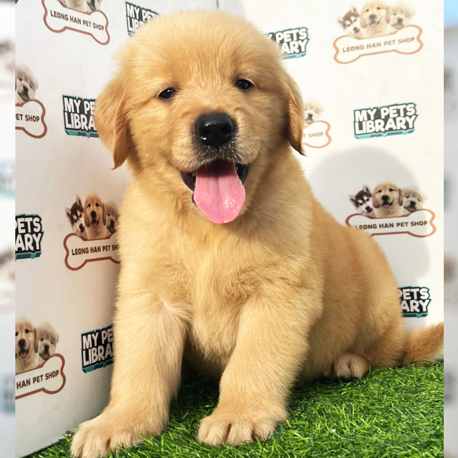 Golden Retriever Puppy (Male) For Sale