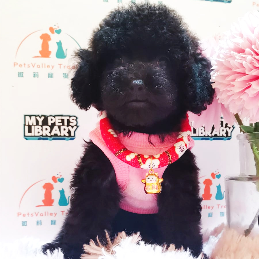 Toy Poodle Puppy (Female) For Sale