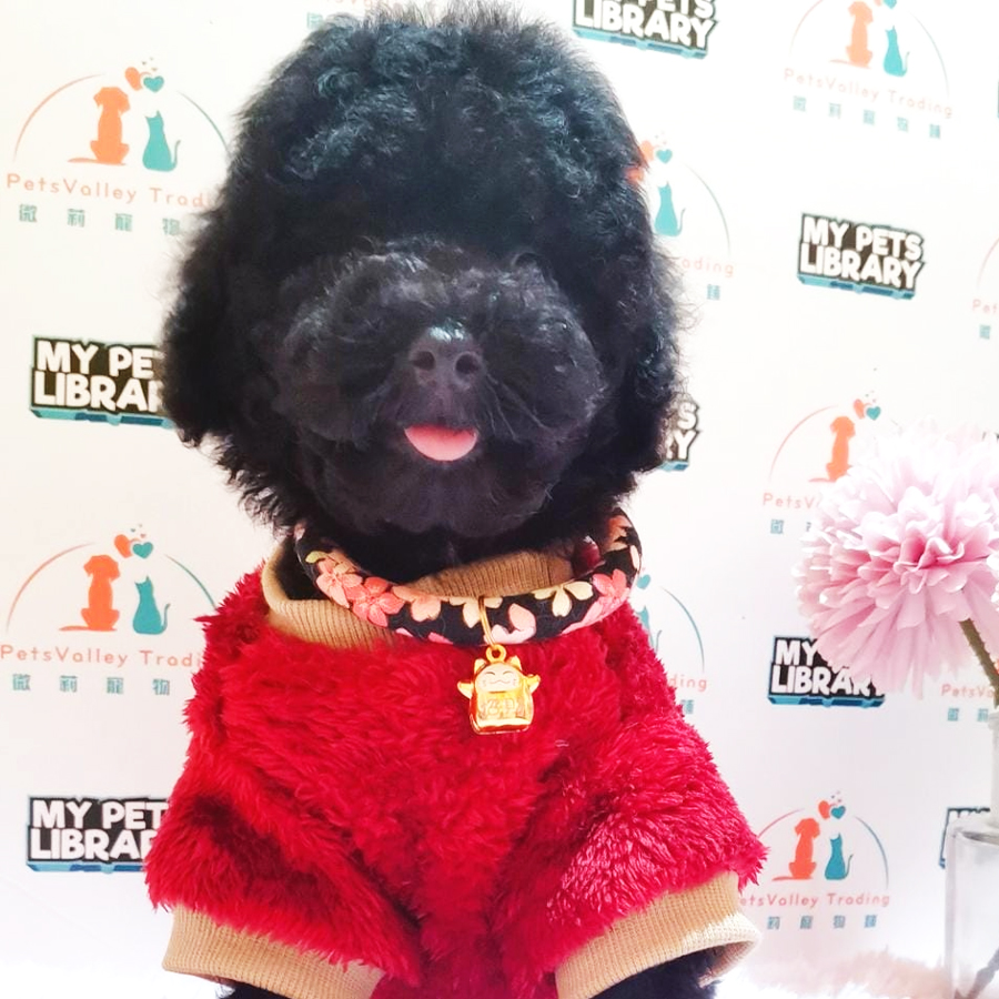 Toy Poodle Puppy (Female) For Sale