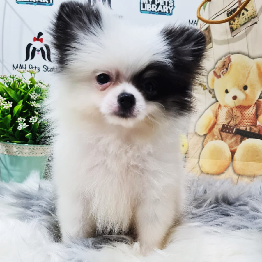 Pomeranian Puppy (Male) For Sale