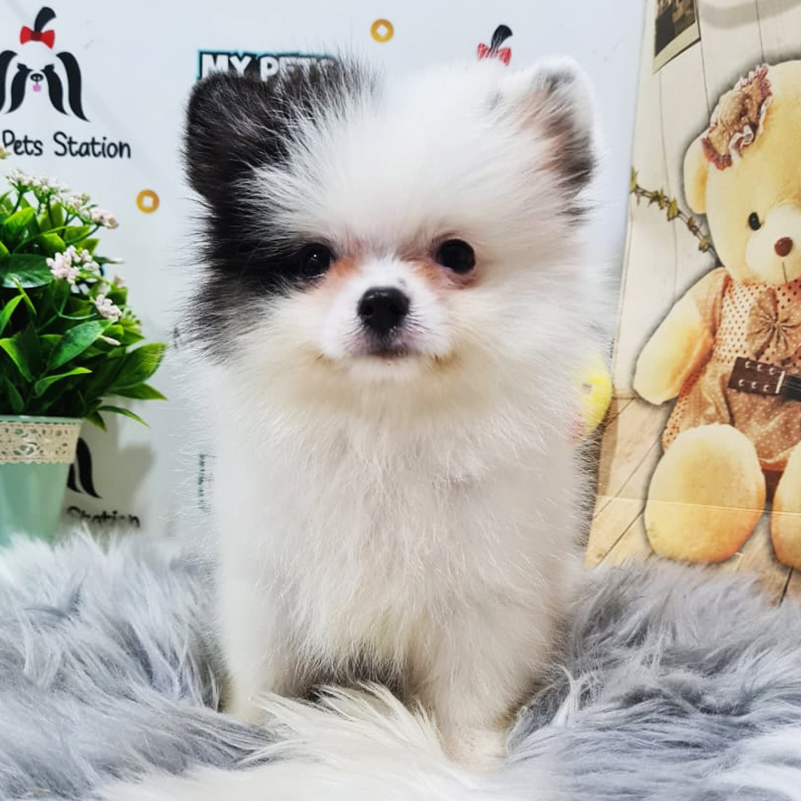 Pomeranian Puppy (Male) For Sale