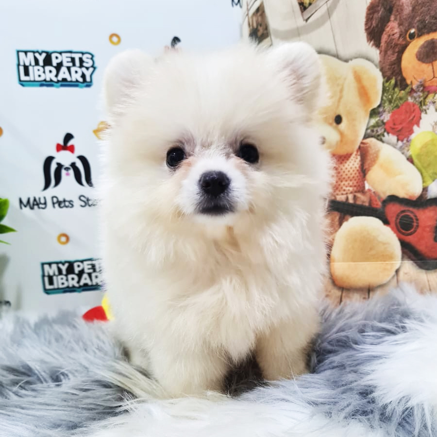 Pomeranian Puppy (Female) For Sale