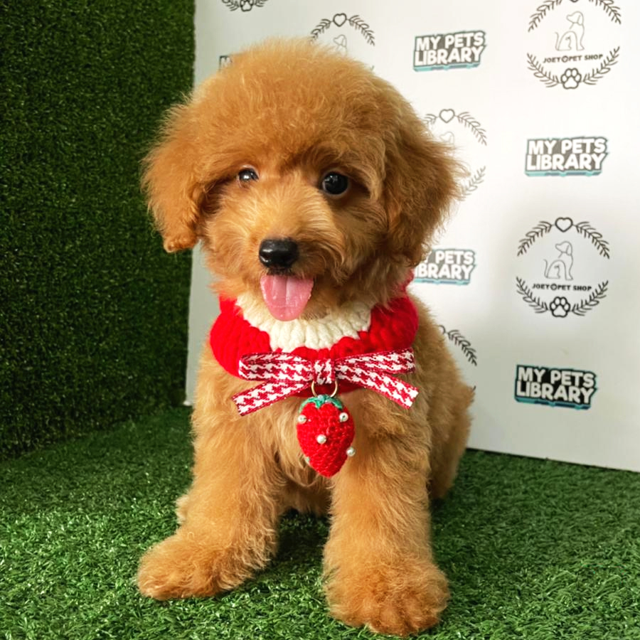 Toy Poodle Puppy (Female) For Sale