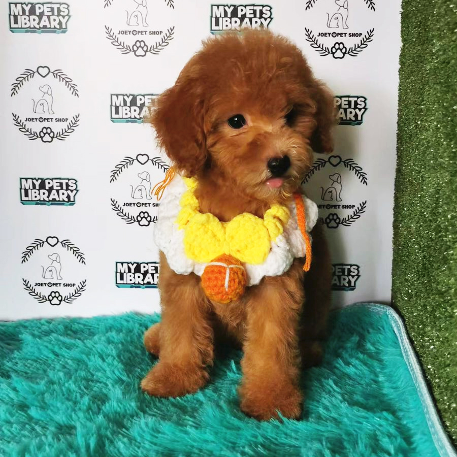 Toy Poodle Puppy (Female) For Sale