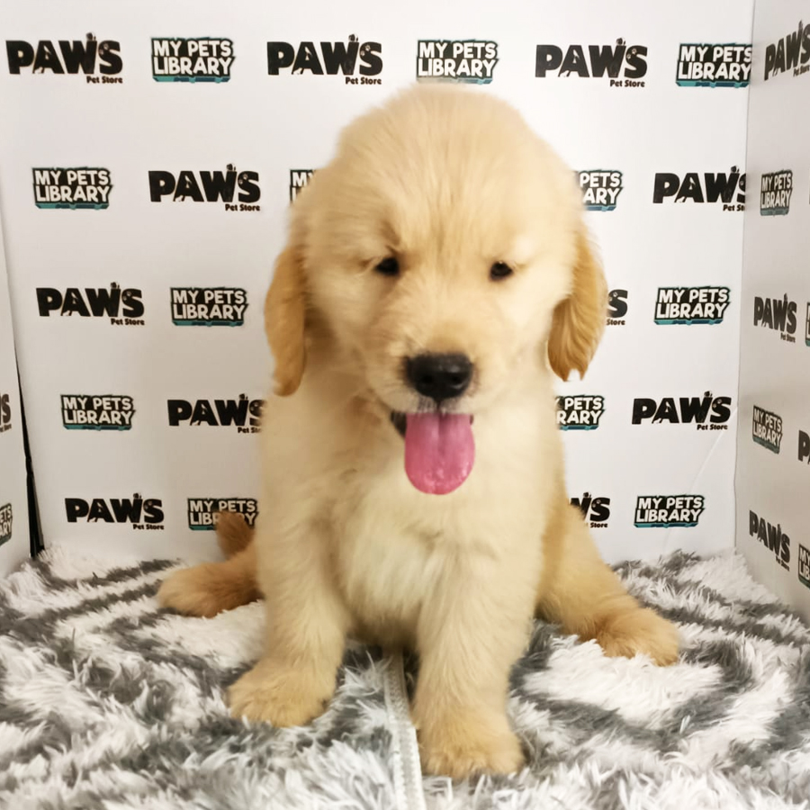 Golden Retriver Puppy (Male) For Sale