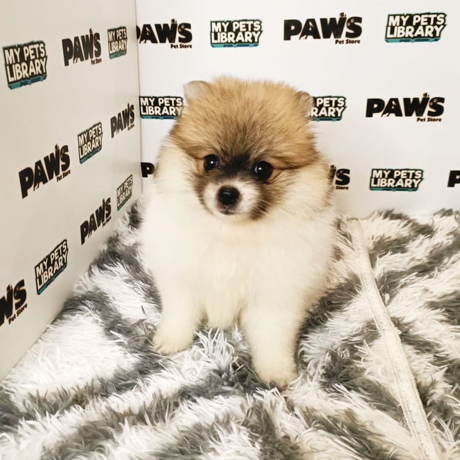 Tiny Pomeranian Puppy (Female) For Sale