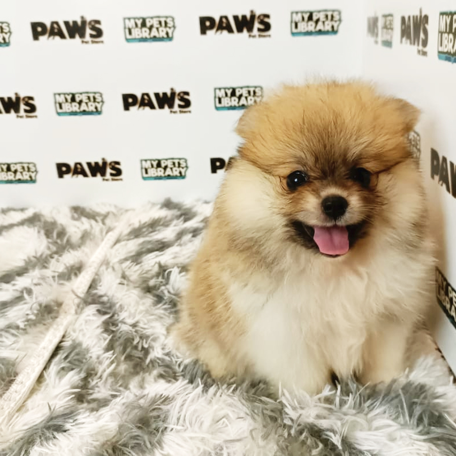 Tiny Pomeranian Puppy (Female) For Sale
