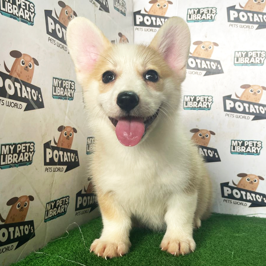 Welsh Corgi Puppy (Female) For Sale