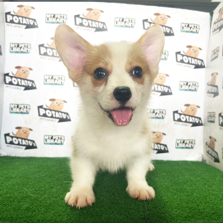 Welsh Corgi Puppy (Female) For Sale