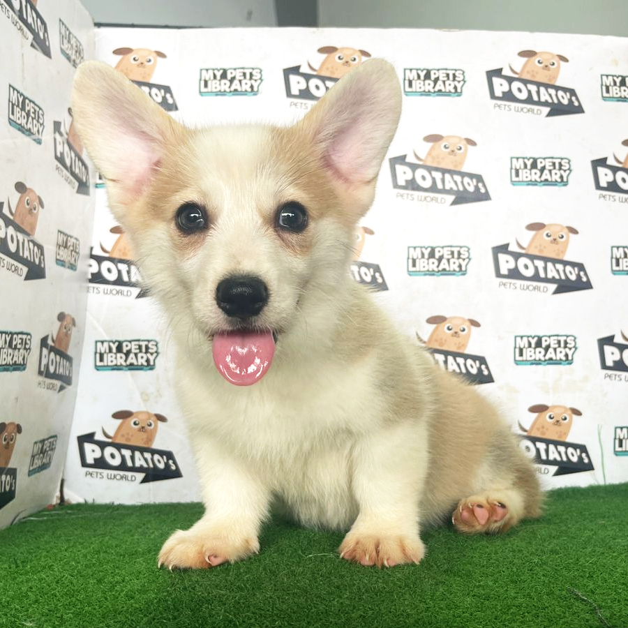 Welsh Corgi Puppy (Male) For Sale