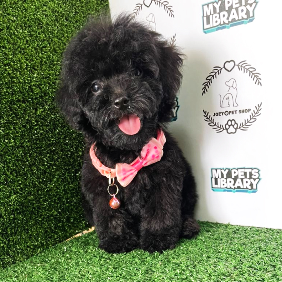 Toy Poodle Puppy (Female) For Sale
