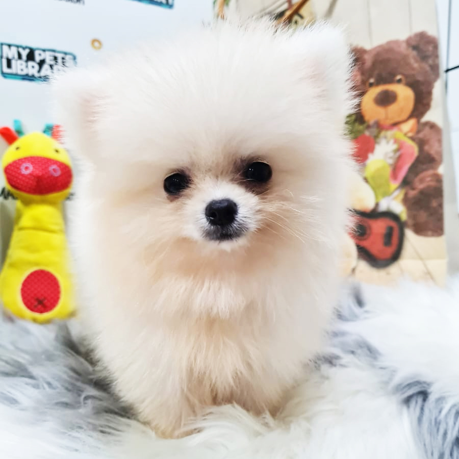 Pomeranian Puppy (Male) For Sale