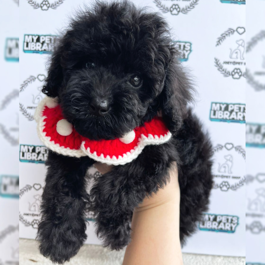 Toy Poodle Puppy (Male) For Sale