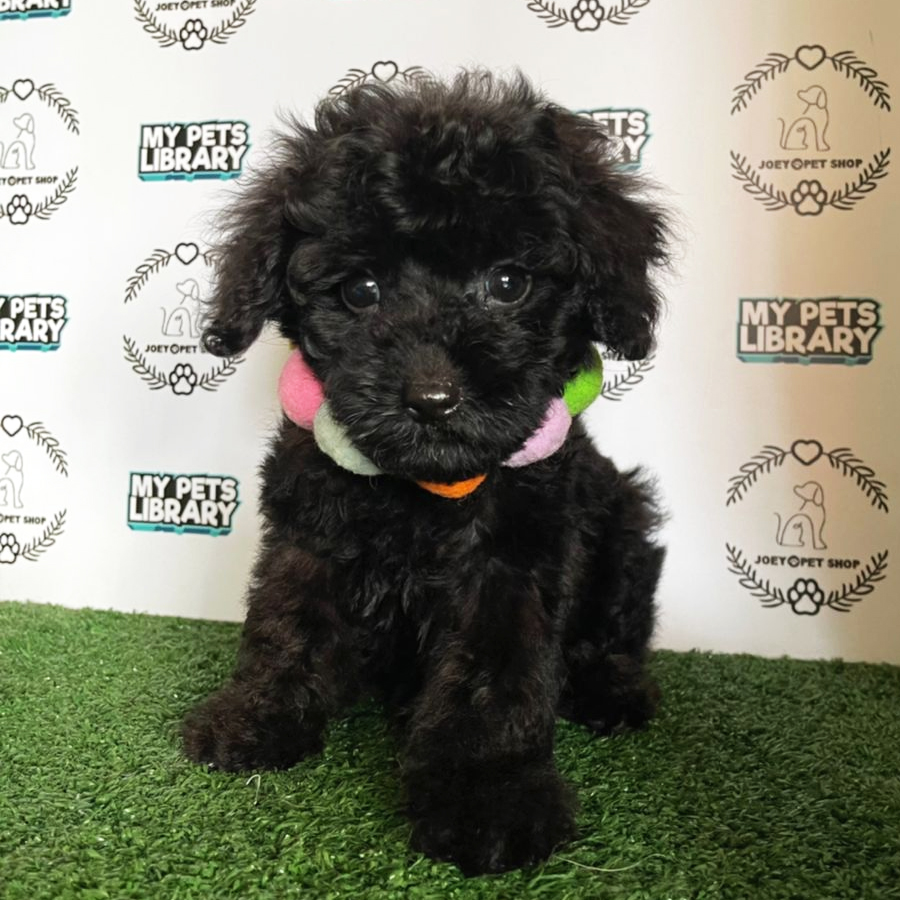 Toy Poodle Puppy (Male) For Sale