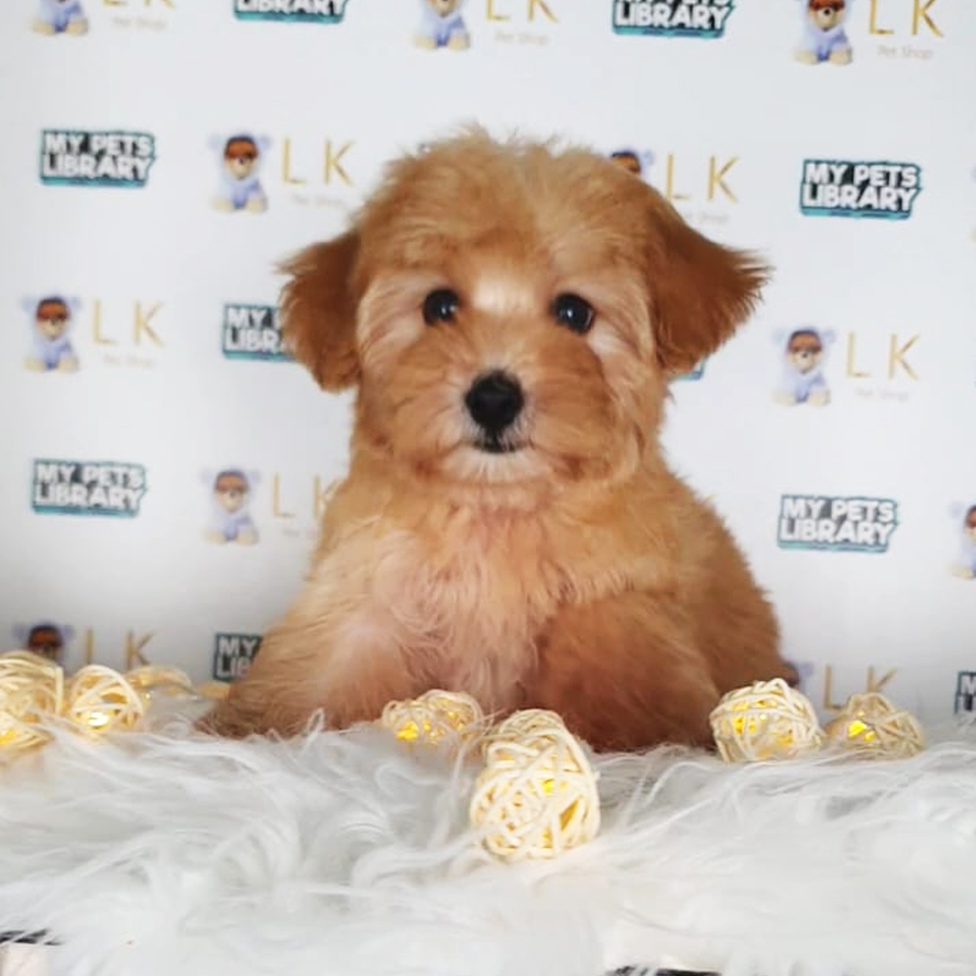 Toy Poodle Puppy (Male) For Sale