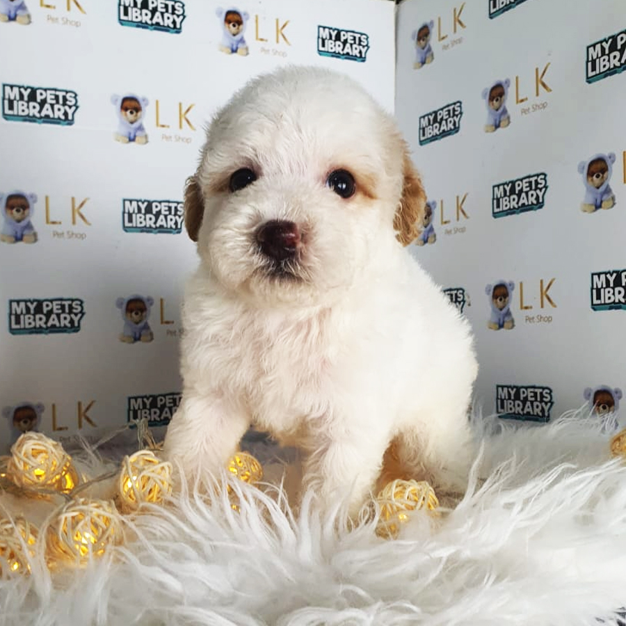 Toy Poodle Puppy (Male) For Sale